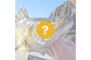 Pryltips för ismete efter gös