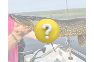 Lär dig fiska Gädda