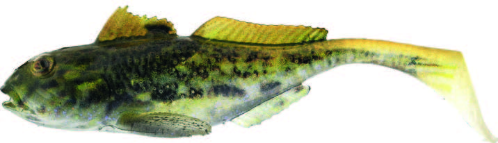 Westin Gunnar The Goby 10 cm [12.8 g] spotted goby