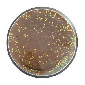 Berkley PowerBait Trout Dough Natural Glitter [50 g] 1-pack