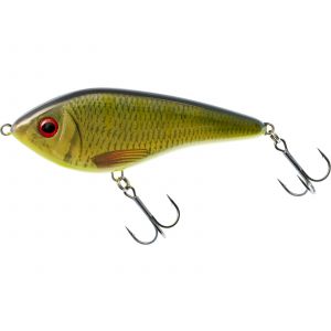 Färgen Roach/Perch i varmt vatten