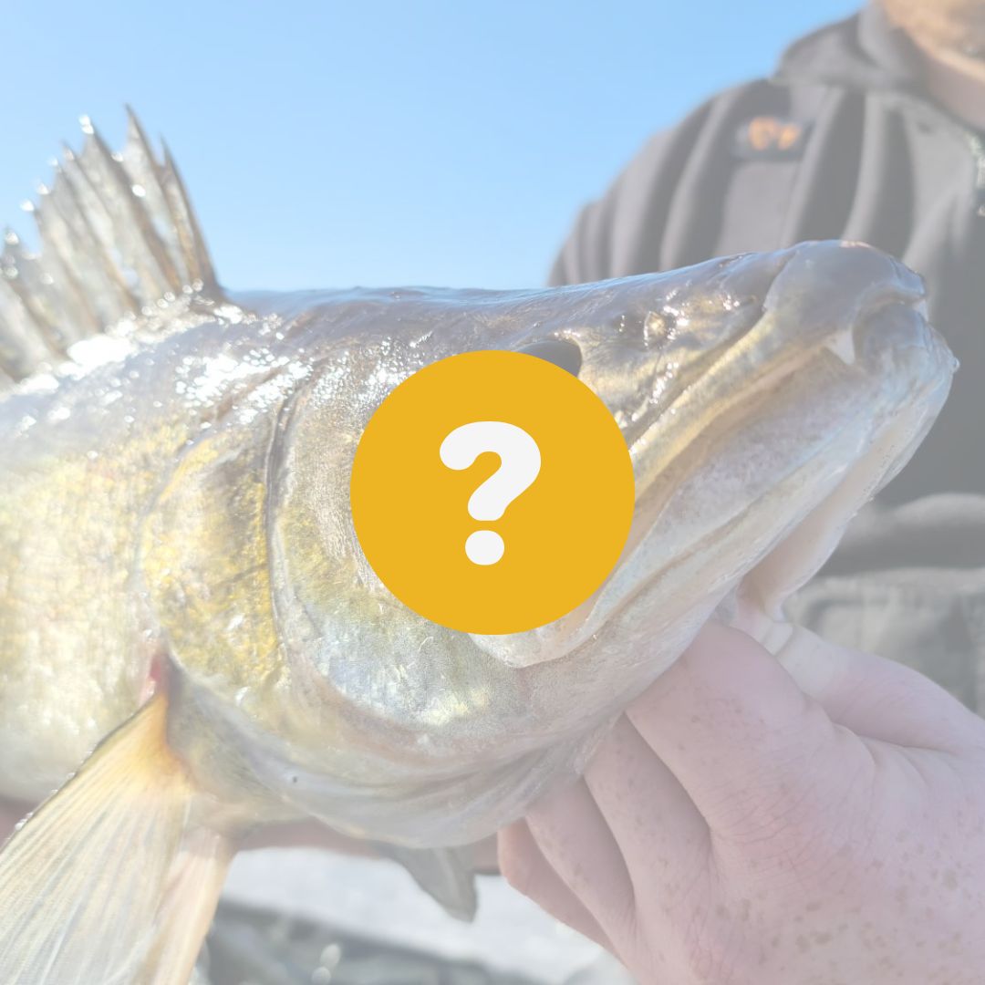 Pryltips för ismete efter gös