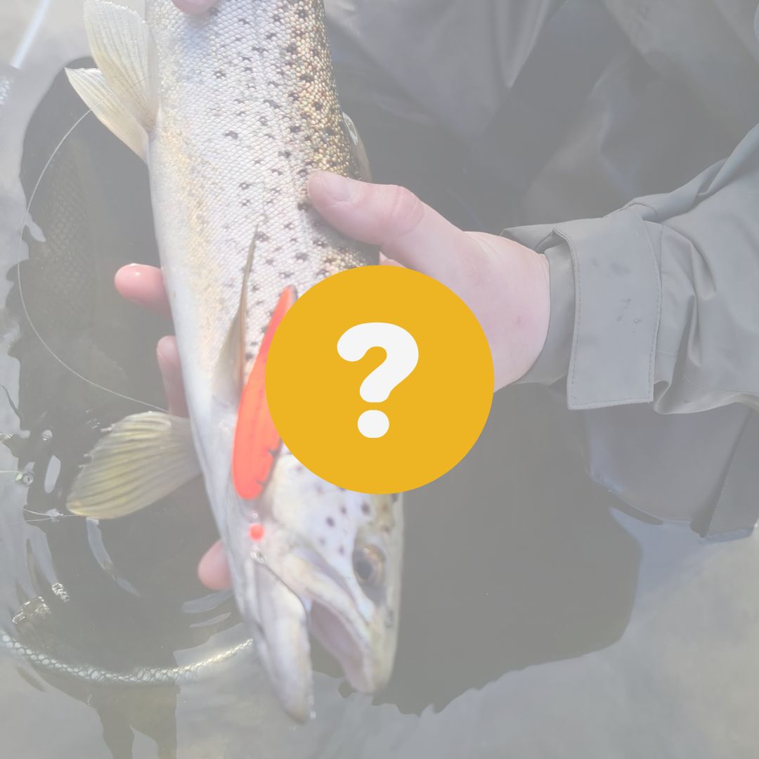 Våra bästa betestips för Havsöring